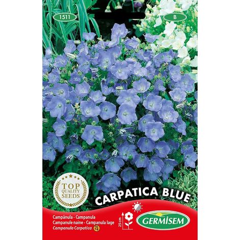 Graines Campanule naine CARPATICA BLUE (1/5)