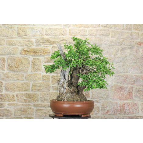 Bonsai di Corniolo Selvatico (99) (1/5)