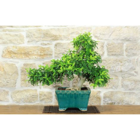 Bonsai di Pepe Giapponese (97) (1/5)