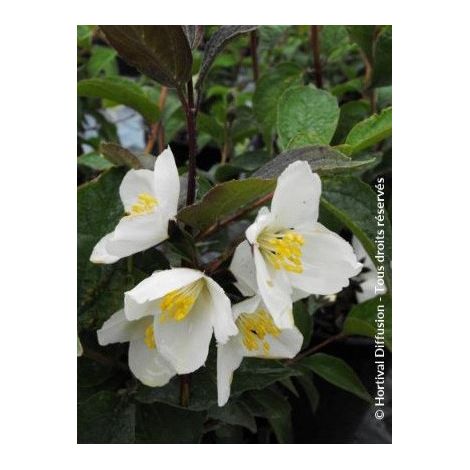 Seringat 'Starbright' Pot de 3L/4L (1/2)