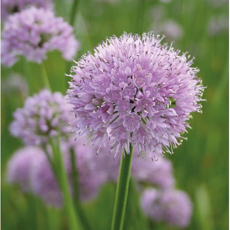 4 x Ciboulette  - Allium senscens 'Summer Beauty'  - godet 9x9 (1/4)
