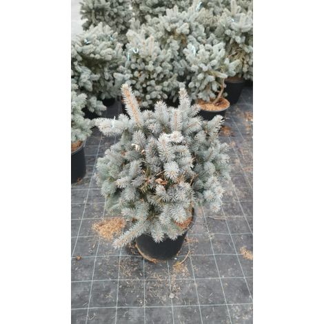 Abete blu pino argentato "Picea pungens glauca globosa" pianta in vaso 33 cm FOTO REALI 33 cm (1/3)
