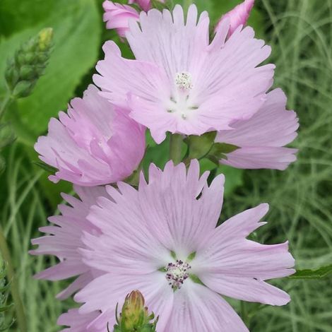 4 x Sidalcea 'Elsie Heugh' - godet 9x9 cm