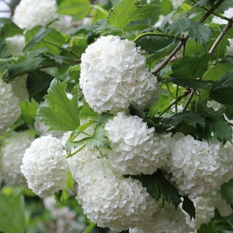 Viburnum Opulus - Rosier de Gueldre 40-60 cm en pot (1/5)