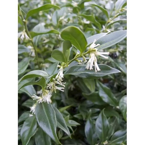Sarcococca 'Dragons Gate' Pot de 3L/4L