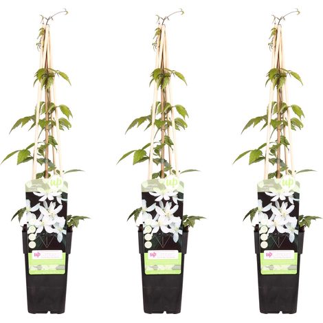 Clématite Montana Grandiflora Lot de 3 Plantes Grimpantes Fleurs Blanches Parfumées H65 cm - PANGIVO (1/2)