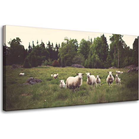 Leinwanddruck Natur Schafe auf der Weide 80x40 cm
