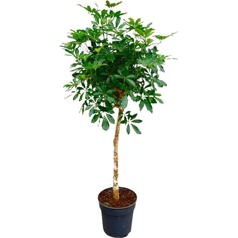 Schefflera Plante Parapluie sur Tige Plante d'Intérieur Verte Décorative 170 cm Pot Ø 30 cm - PANGIVO (1/4)