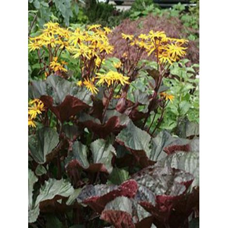 Ligulaire 'Marie Britt Crawford' Godet de 8/9 cm (1/2)