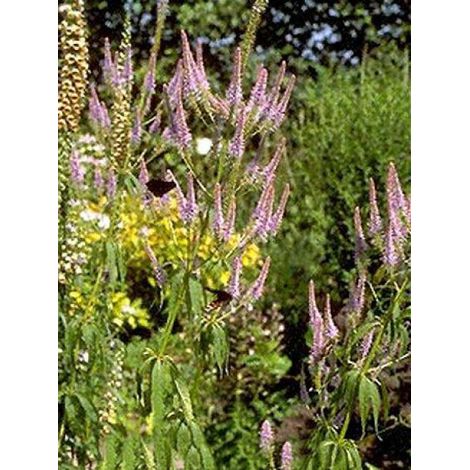 Veronicastrum virginicum 'Fascination' Godet de 8/9 cm (1/3)