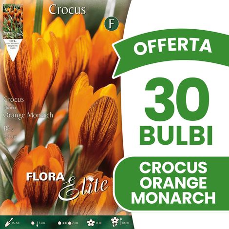 BULBI AUTUNNALI OFFERTA 30 BULBI CROCUS OLIVIERI ORANGE MONARCH BULBI BULBS BULBES