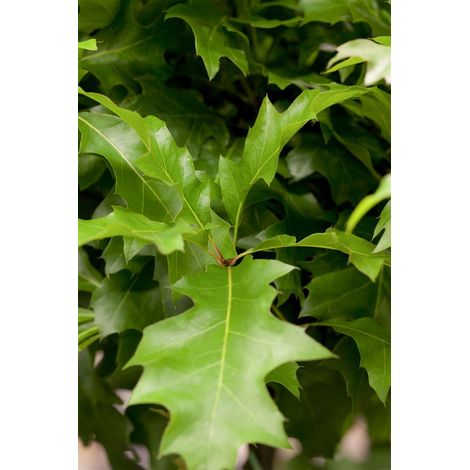 Sumpf-Eiche 'Green Dwarf' Quercus palustris 'Green Dwarf' Sta C 15 Krone mehrj. Sth. 125- (1/5)