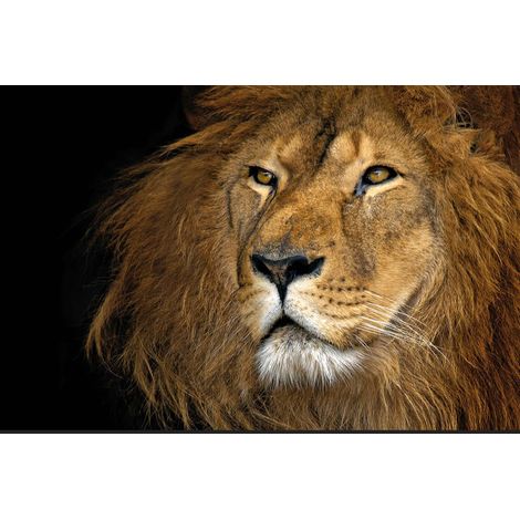 Deco-Canvas Bild -Powerful Lion 116 x 76 cm Wandbilder