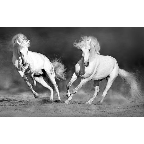 Affiche cheval camarguais noir et blanc , 60x40cm - made in France (1/5)