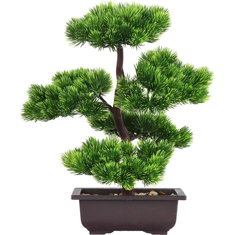 Bonsaï Pin Japonais 33 cm en Pot (1/4)