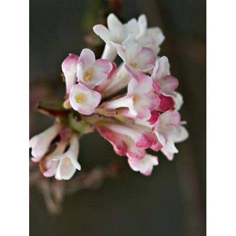 Viorne d'hiver 'Charles Lamont' Pot de 3L/4L