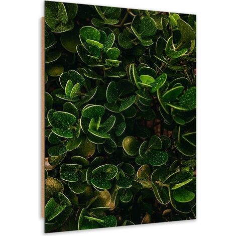 Quadro deco panel, Foglie verdi di piante esotiche - 40x60 (1/5)