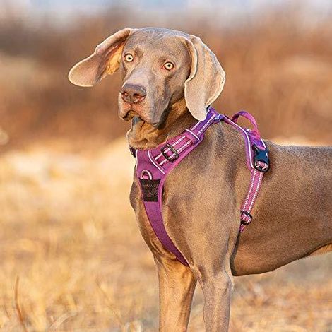 Harnais pour Chien Réglable avec Poignée et Bandes Réfléchissantes pour Sécurité et Confort
