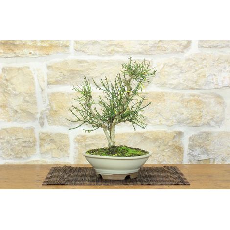 Bonsai di Gelsomino a fiore giallo (8) (1/5)