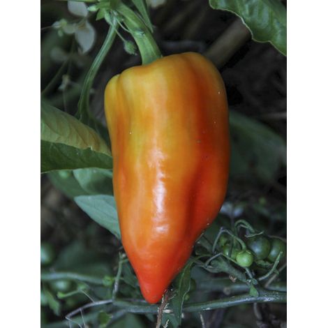 Poivron 'Ferenc Tender' le sachet de 30 graines (1/2)