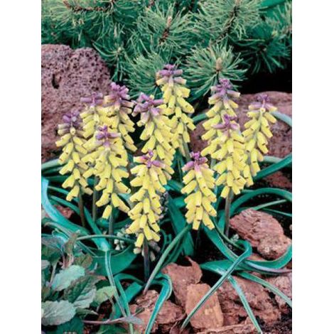 Muscari macrocarpum 'Golden Fragance' Bulbe calibre 9+ (par 5) (1/3)