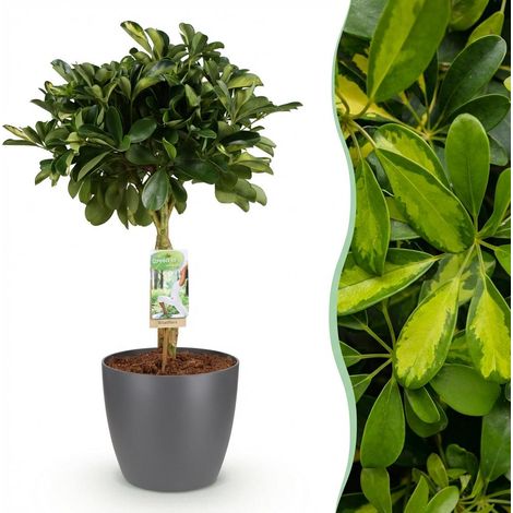 Schefflera Gold Capelle - Arbre à doigts - Plante d'intérieur Vert et Or - Pot Gris 21cm - 70-81cm - PANGIVO (1/5)
