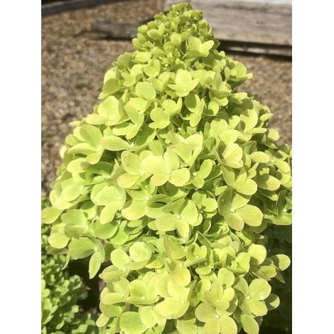 Hortensia paniculé 'Mojito' Pot de 3L/4L (1/2)