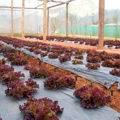 Plastique Piquets de Fixation de Jardin,pour Jardin pour la Fixation des Tissus Anti Mauvaises Herbes Protection Contre Les UV (100 pièces, Vert) (1/4)