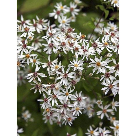 Aster 'Beth Chatto' Godet de 8/9 cm