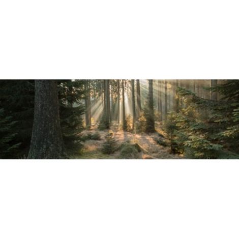 Tableau sur toile forêt enchantée 45x135 cm - Impression sur Toile Murale Décorative - Image imprimée en HD sur Toile - Toile sur Châssis en Bois FSC - Fabriqué en France