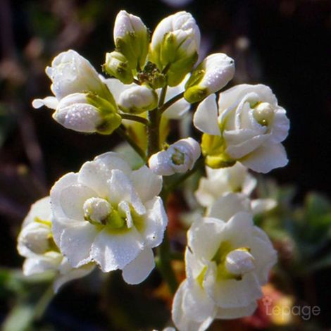 3 Arabettes du Caucase 'Plena' (Arabis Caucasica 'Plena')
