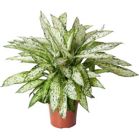 Dieffenbachia Vesuvius - Plante d'Intérieur Dépolluante - Feuillage Vert Panaché - Ø27 cm H80 cm - PANGIVO (1/4)
