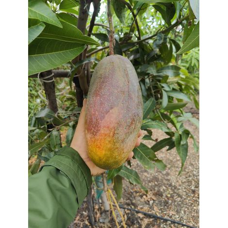 Pianta di Mango Lancetilla – Varietà Tropicale dai Frutti Grandi e Dolci (1/5)