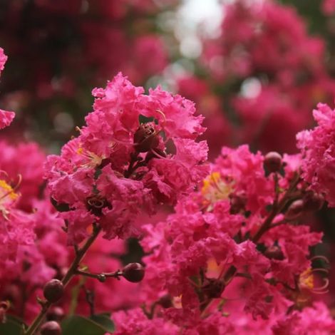 Lilas des Indes Double Feature, Lagerstroemia/Pot de 3L - Touffe (1/4)