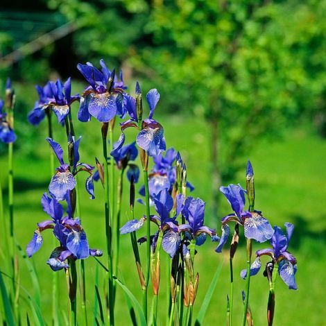 Iris de Sibérie/Godet - 5/20 cm (1/2)
