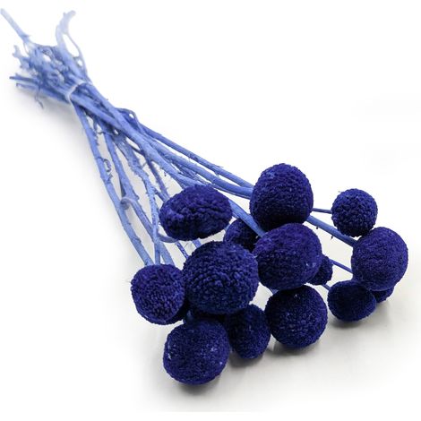 Getrocknete Craspedia (Craspedia Extra) – Blau – Strauß mit 15 Stück (1/5)