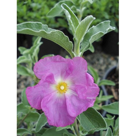 Ciste 'Peggy Sammons' Pot de 2L/3L (1/2)