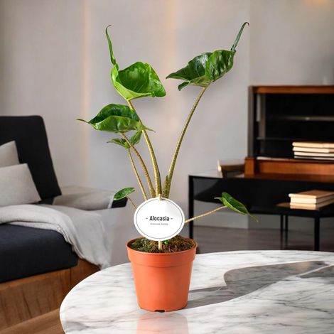 Gardenaria Alocasia stingray - Pianta da interno ornamentale - Altezza: 25 cm (vaso 12) (1/5)