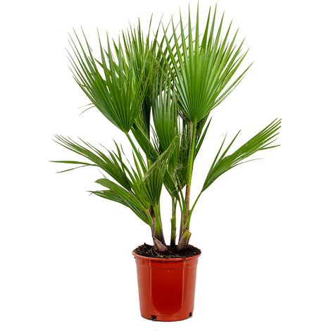 Bloomique - Washingtonia Robusta - Palmier éventail mexicain - Palmier rustique - Plantes de jardin - Hauteur 80-100 cm - Pot 21 cm