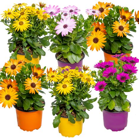 Bloomique - Lot de 6 - Osteospermum - Marguerite du Cap - Mélange de couleurs - Plantes de jardin - Plantes de massif - 15-20 cm de haut - Pot 10,5 cm