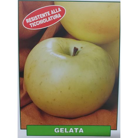 Mela Gelata - pianta di 3 anni