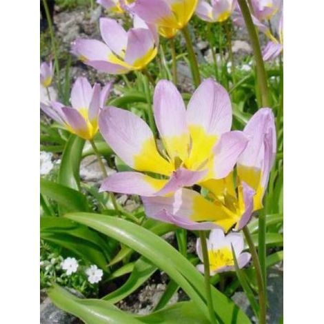 Tulipe botanique 'Bakeri Lilac Wonder' Bulbe calibre 6+ (par 10) (1/2)