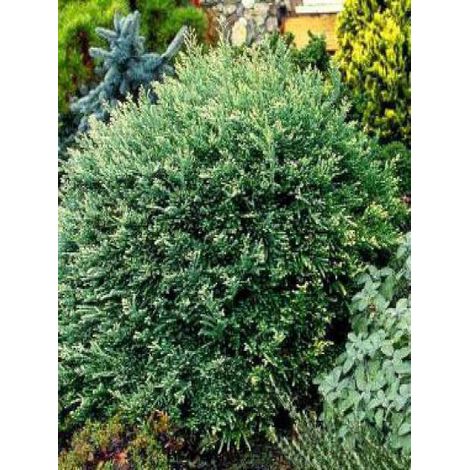 Sequoia sempervirens 'Adpressa' Pot de 3L/4L (1/3)