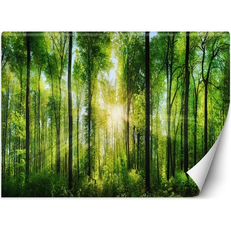Fototapete, Sonnenstrahlen Wald Natur – 254x184