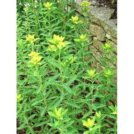 Euphorbe cornigera 'Golden Turm' Godet de 8/9 cm