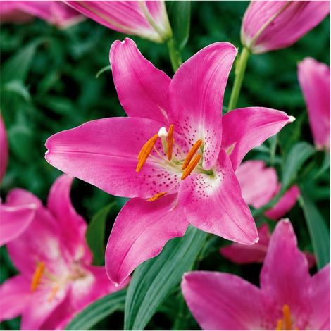 Lilium Pink Sgaravatti 1 bulbe rose, grande floraison de 100 cm idéale en massif et bouquet - 618099 (1/3)