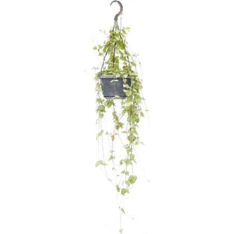 Ceropegia Linearis 'Iris' Plante d'Intérieur Chaîne de Cœurs Retombante Ø14 cm 38 cm - PANGIVO (1/4)