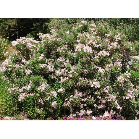 Oleandro Rosa Intenso "Nerium Oleander" pianta in vaso  9 cm Rosa intenso  - Select 1: Rosa salmone