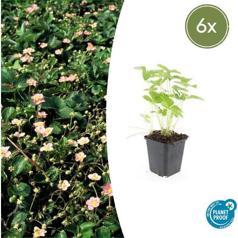 Fraisier des Bois Fragaria vesca Plante Couvre-Sol Bordure Rocaille Ø 9 cm Lot de 6 (1/5)