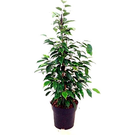 Planta Ficus Anastasia en Maceta M17